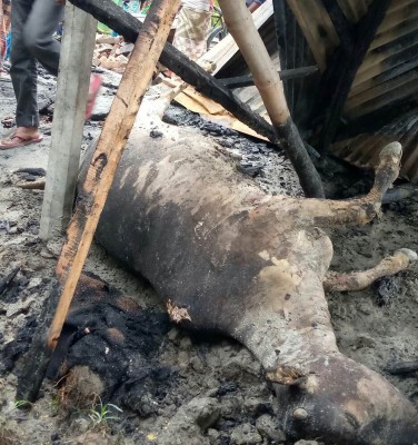 কাউনিয়ায় প্রাননাথ চরে অগ্নিকান্ডে নগদ টাকা সহ ২টি ঘর ২টি গরু ভস্মীভূত