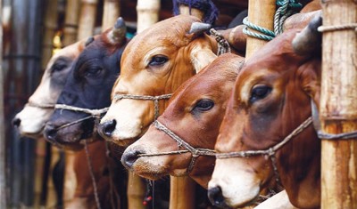 ১৭ জুলাই থেকে রাজধানীতে কোরবানির পশুর হাট শুরু ১৭ জুলাই থেকে রাজধানীতে কোরবানির পশুর হাট শুরু