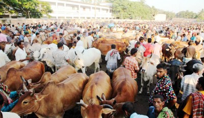 কোরবানির পশুর হাট ব্যবস্থাপনায় কিছু নির্দেশনা মানতে হবে