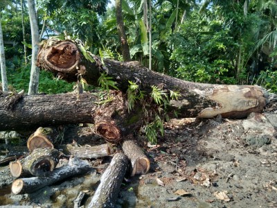 বাগেরহাটের বিএসসি মাধ্যমিক বিদ্যালয়ের অর্ধশতবর্ষী গাছ কেটে আত্মসাতের অভিযোগ বাগেরহাটের বিএসসি মাধ্যমিক বিদ্যালয়ের অর্ধশতবর্ষী গাছ কেটে আত্মসাতের অভিযোগ