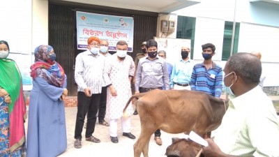 শিবগঞ্জে নৃ-গোষ্টির সাঁওতাল পরিবারের মাঝে সংকর জাতের বকনা গরু ও দানাদার খাদ্য বিতরণ শিবগঞ্জে নৃ-গোষ্টির সাঁওতাল পরিবারের মাঝে সংকর জাতের বকনা গরু ও দানাদার খাদ্য বিতরণ