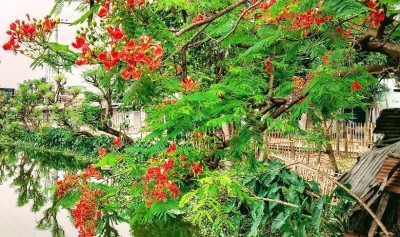 আদমদীঘিতে প্রকৃতি প্রেমিদের হাতছানি দিচ্ছে বর্ণিল কৃষ্ণচূড়া আদমদীঘিতে প্রকৃতি প্রেমিদের হাতছানি দিচ্ছে বর্ণিল কৃষ্ণচূড়া