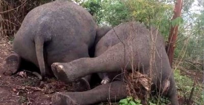 ভারতের আসামে একসঙ্গে ১৮টি হাতির মৃত্যু ভারতের আসামে একসঙ্গে ১৮টি হাতির মৃত্যু