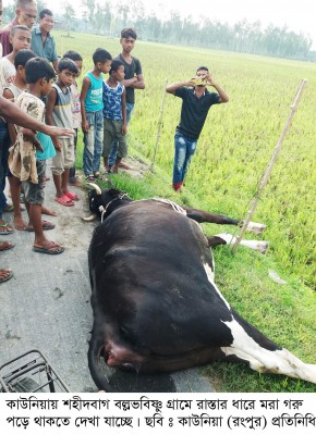 কাউনিয়ায় বল্লভবিষ্ণু গ্রামে রাস্তার ধারে পরে আছে মৃত গরু --!
