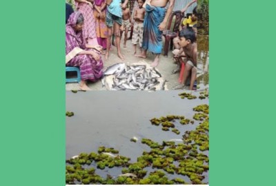 মাছ-ফলজ গাছের সঙ্গে এ কেমন শত্রুতা! মাছ-ফলজ গাছের সঙ্গে এ কেমন শত্রুতা!